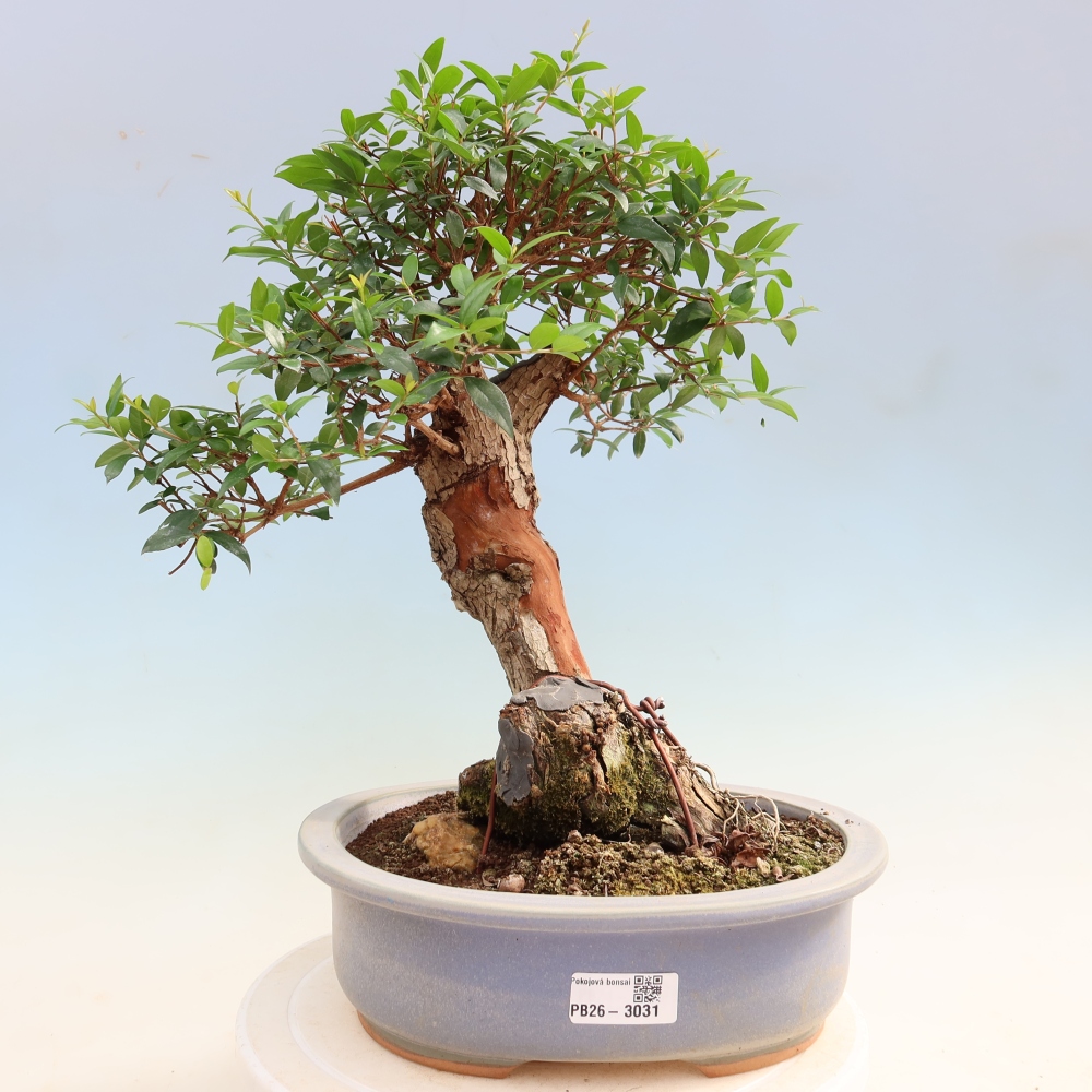 Bonsaï de chambre - Myrtus communis - Myrte