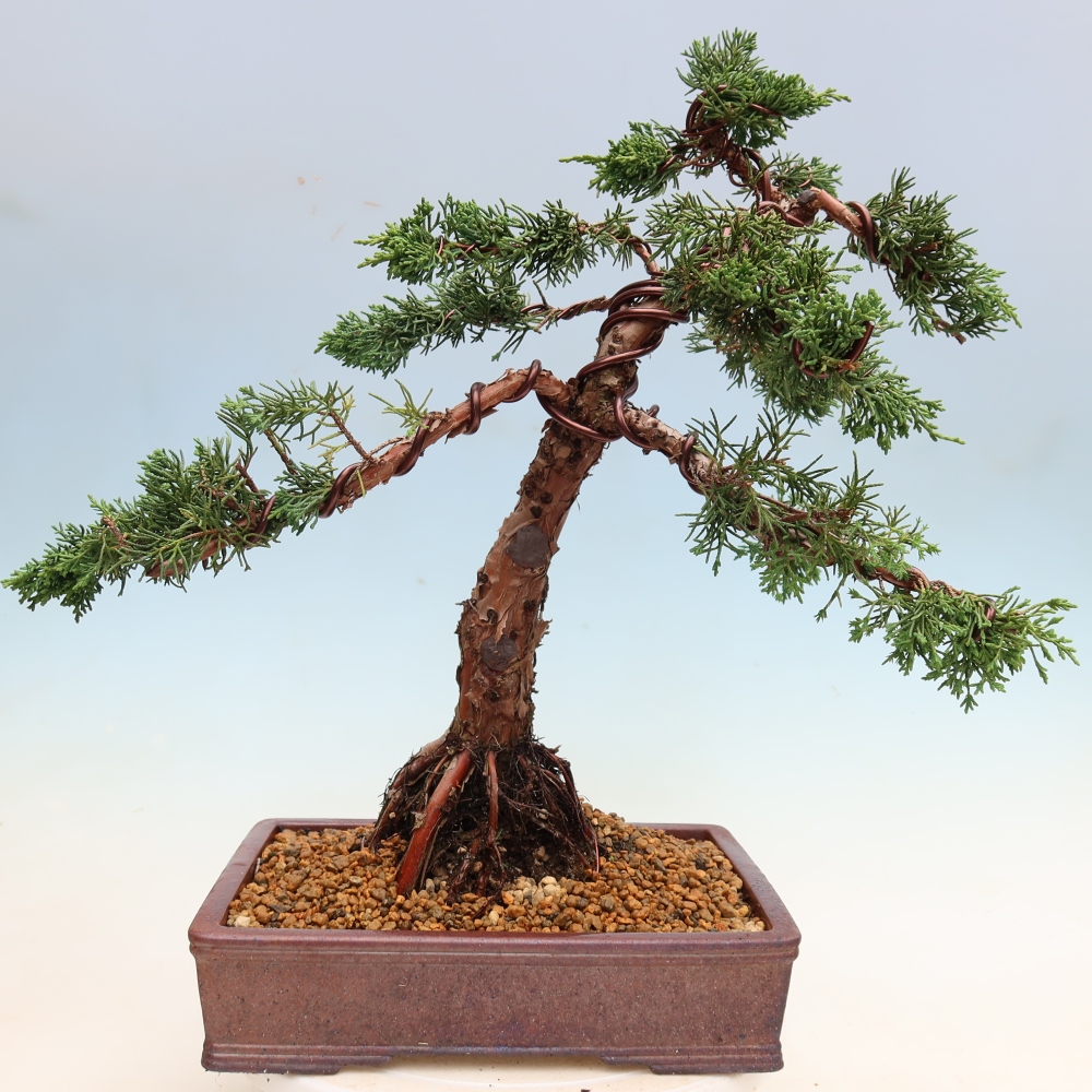 Bonsaï d'extérieur - Juniperus chinensis Kishu