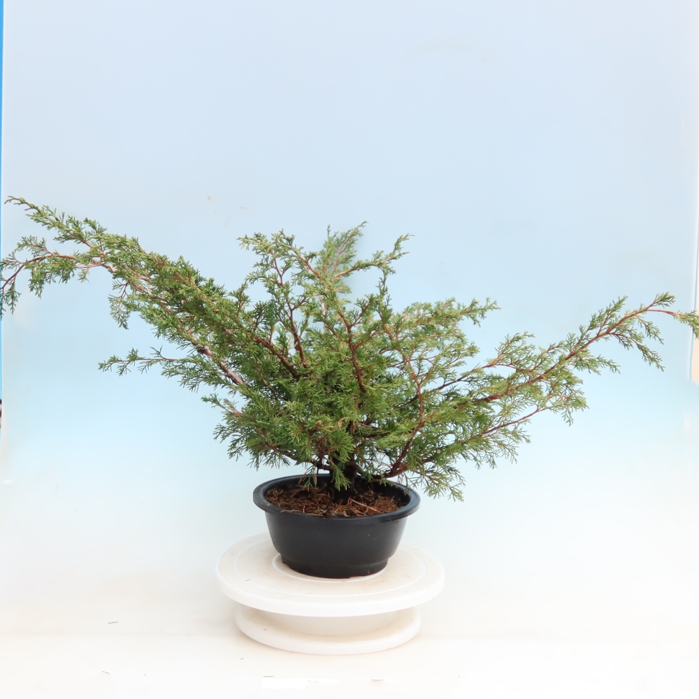 Bonsaï d'extérieur - Juniperus chinensis Itoigawa - Genévrier de Chine