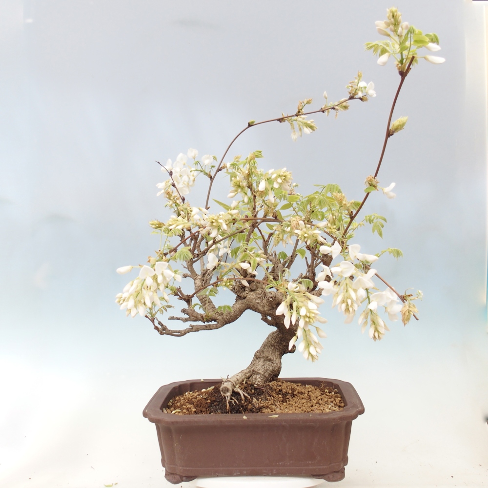 Bonsaï d'extérieur - Vistaria - Wisteria