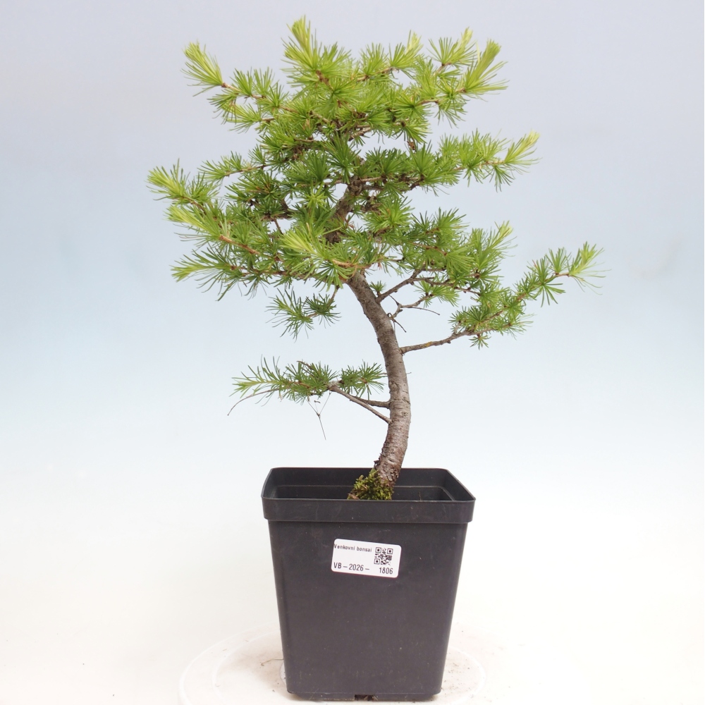 Bonsaï d'extérieur -Larix decidua - Mélèze