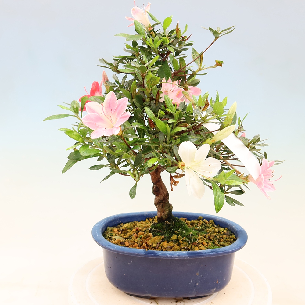 Bonsaï d'extérieur - Azalée japonaise - Azalea Senhime