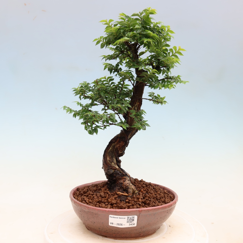 Bonsaï d'extérieur - Ulmus Jacqueline Hillier - Orme magnifique