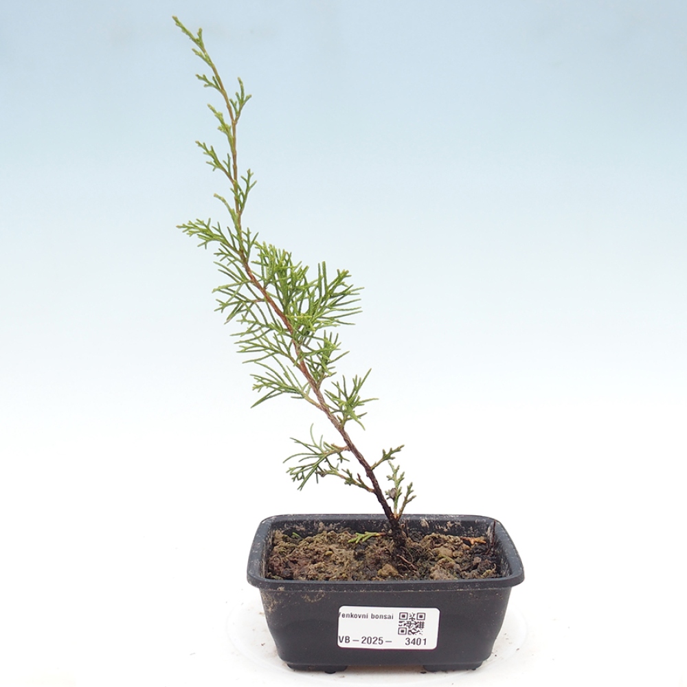 Bonsaï d'extérieur - Juniperus chinensis Itoigawa