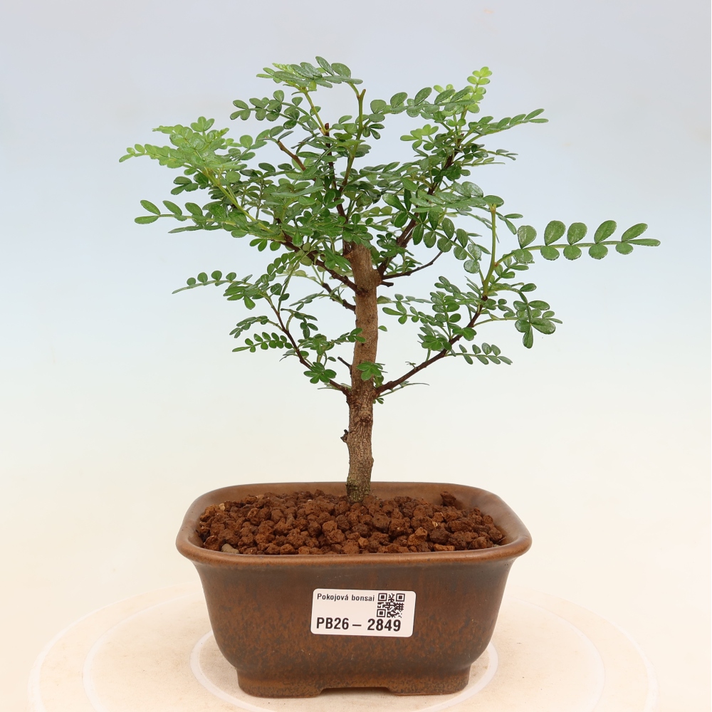 Salle bonsaï - Zantoxylum piperitum - arbre à poivre