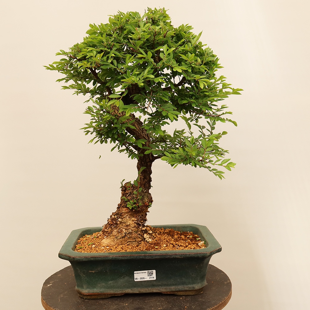 Bonsaï d'extérieur - Zelkova - Zelkova NIRE