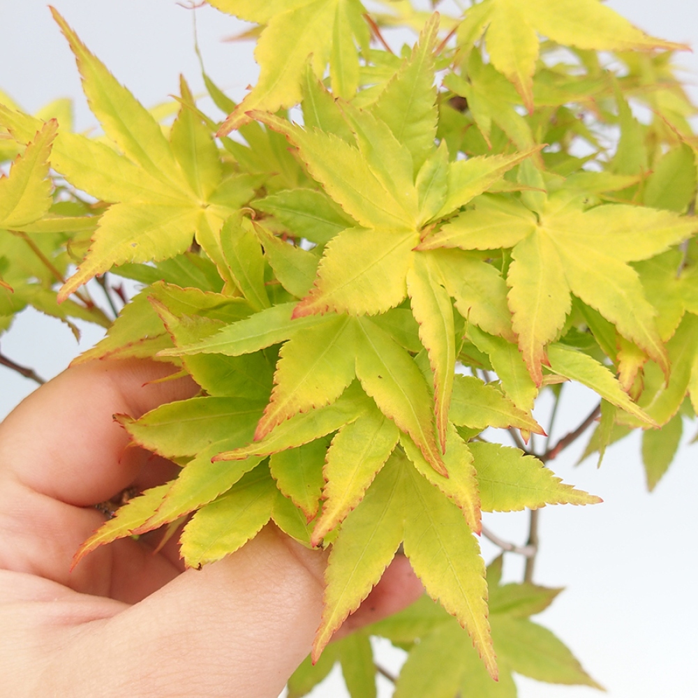 Bonsaï d'extérieur -Javor golden palm - Acer palmatum Aureum en conteneur
