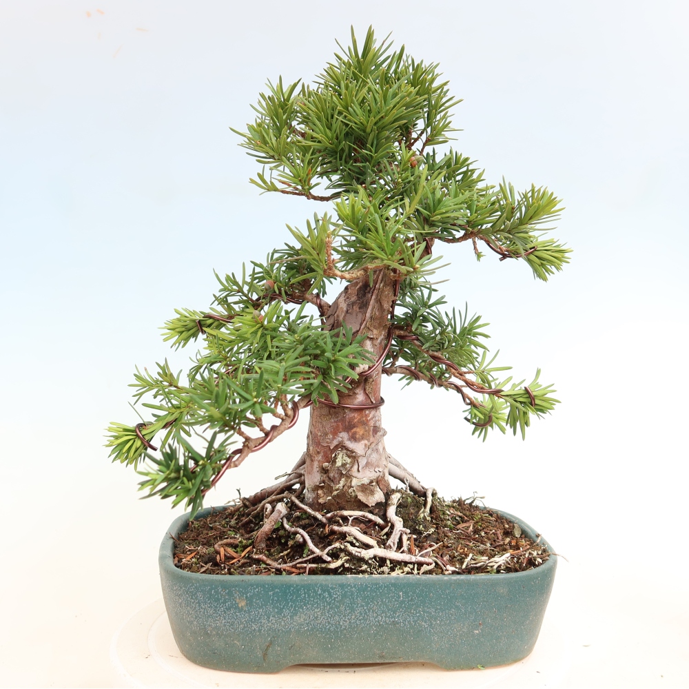 Bonsaï d'extérieur - Taxus cuspidata - If japonais