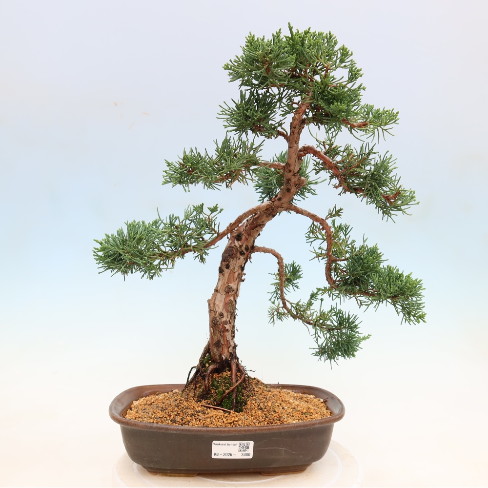 Bonsaï d'extérieur - Juniperus chinensis Kishu