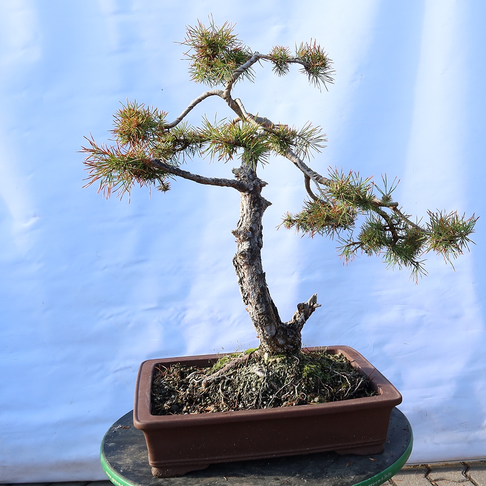 Pinus sylvestris Espagne - pin sylvestre