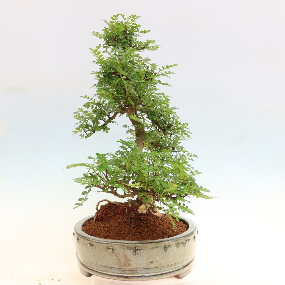Salle bonsaï - Zantoxylum piperitum - arbre à poivre