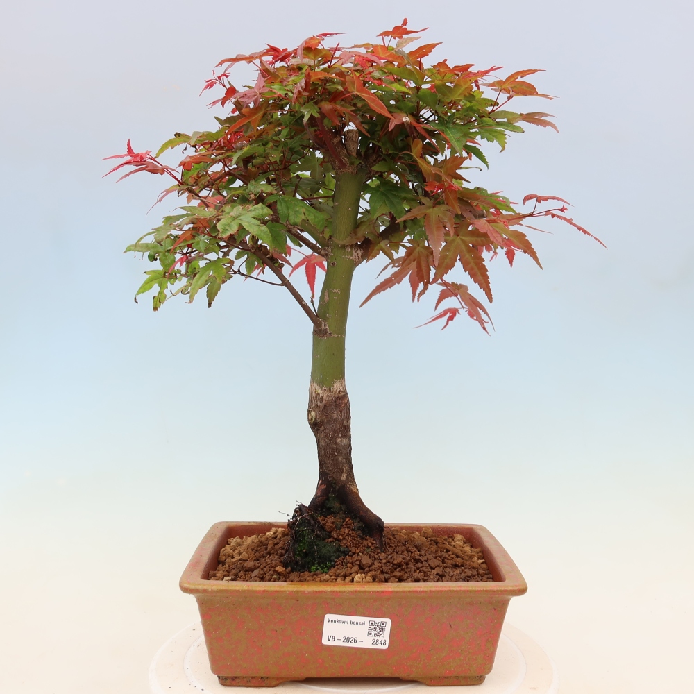 Érable de Norvège - Acer palmatum Beni Tsukasa