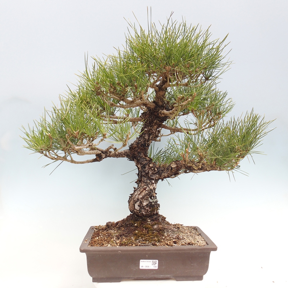 Bonsaï d'extérieur - Pinus thunbergii - Pin de Thunberg