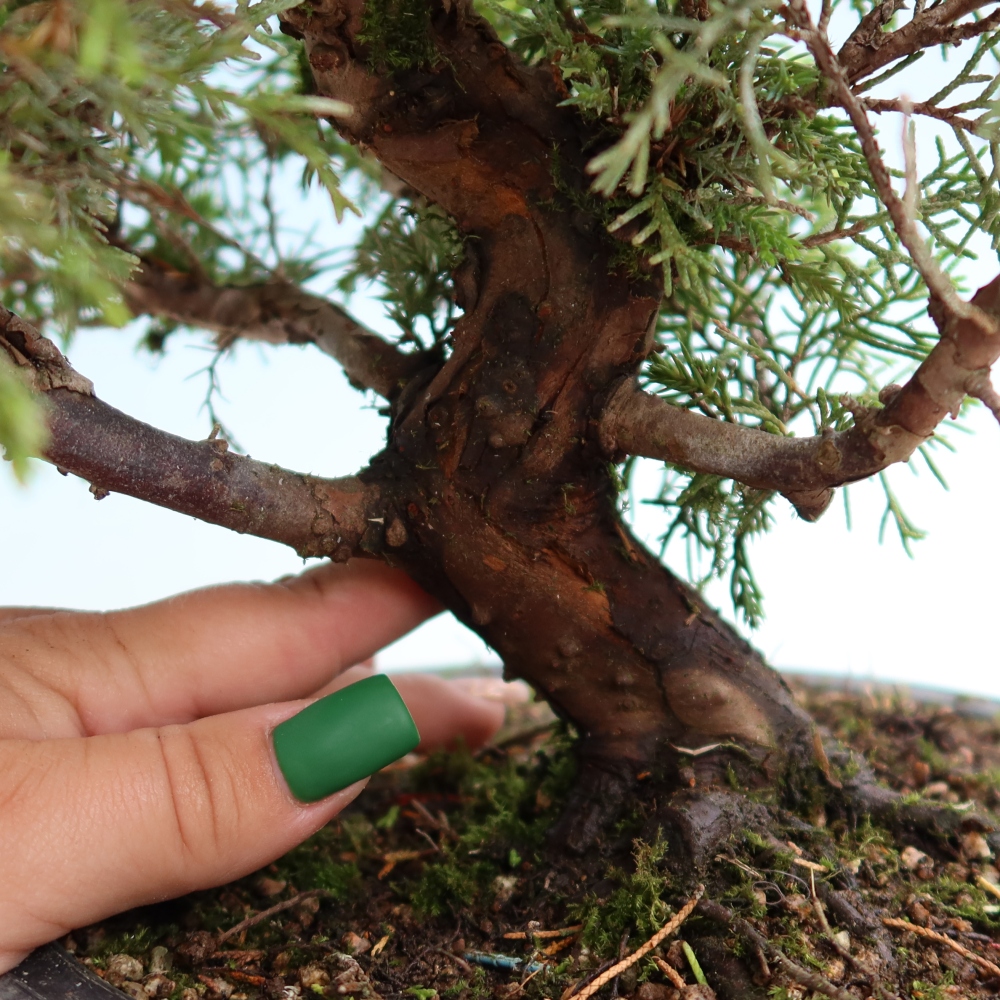 Bonsaï d'extérieur - Juniperus chinensis Itoigawa-Juniperus chinensis