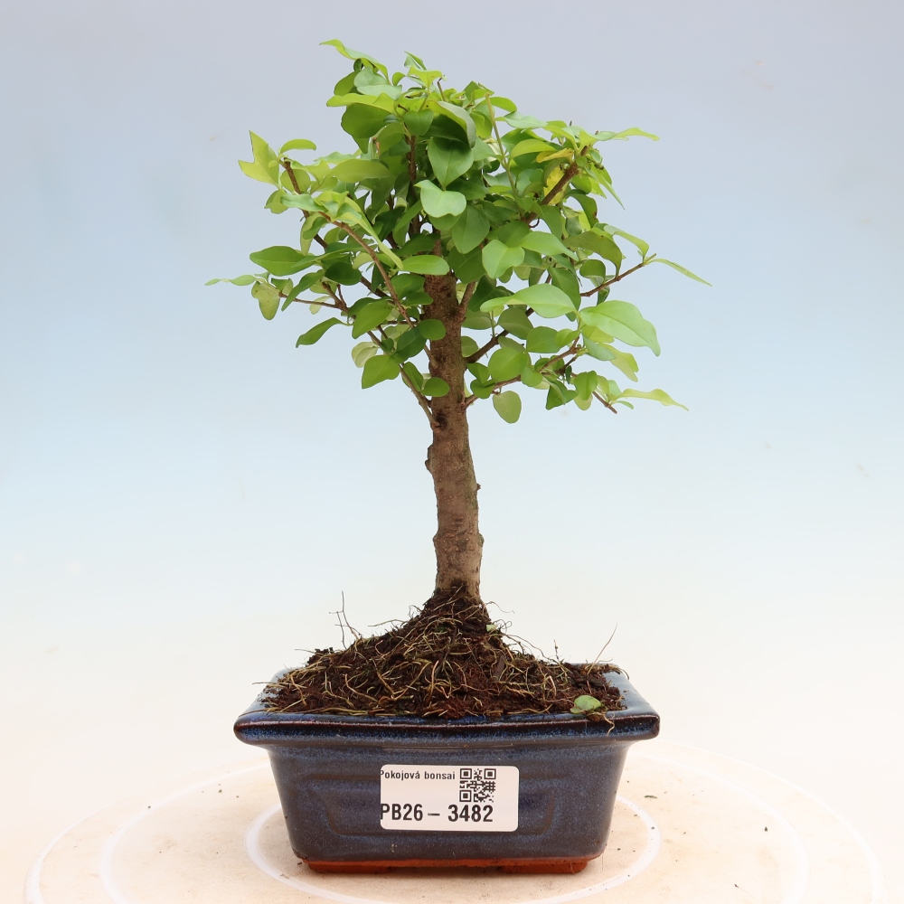 Bonsaï de chambre -Ligustrum chinensis - Bec d'oiseau