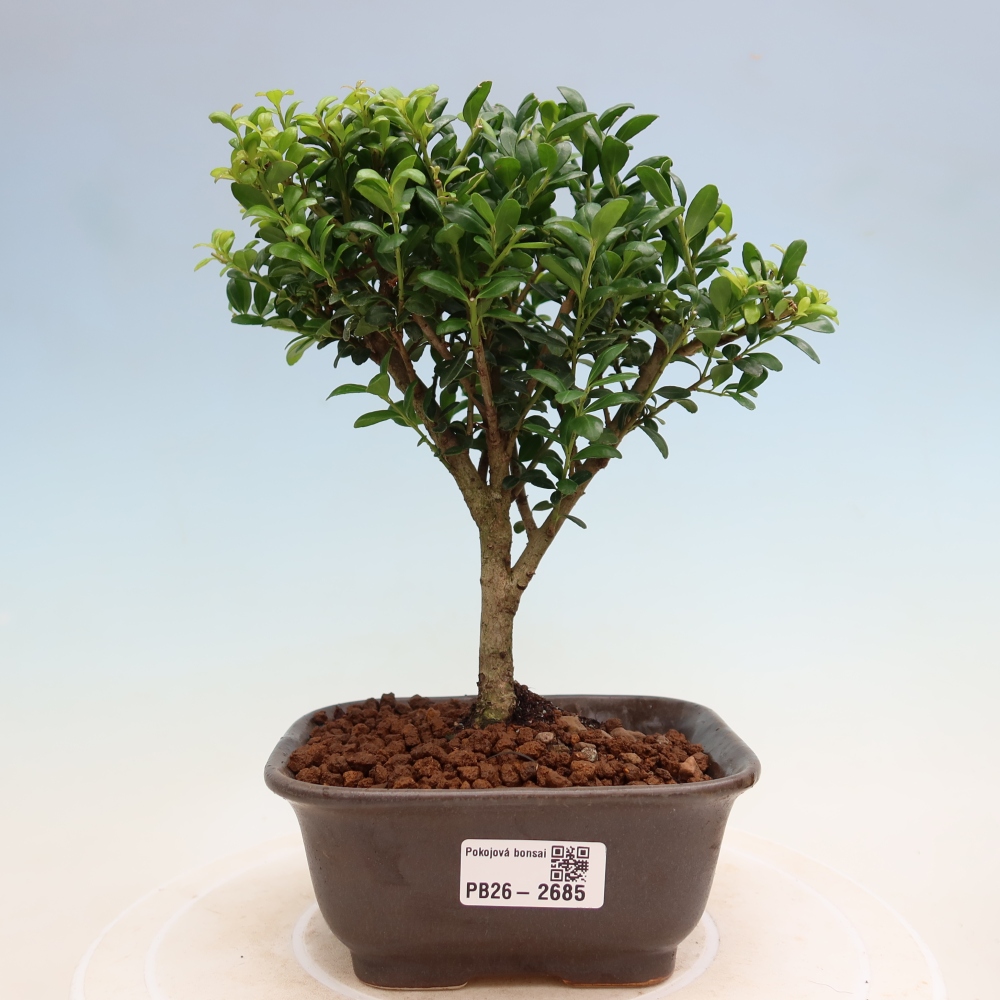 Bonsaï de chambre - Ilex crenata - Houx