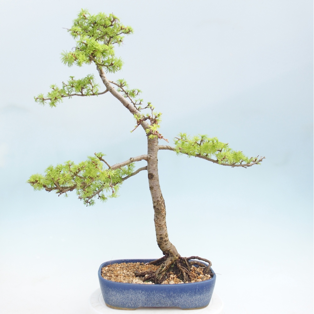 Bonsaï d'extérieur -Larix decidua - Mélèze