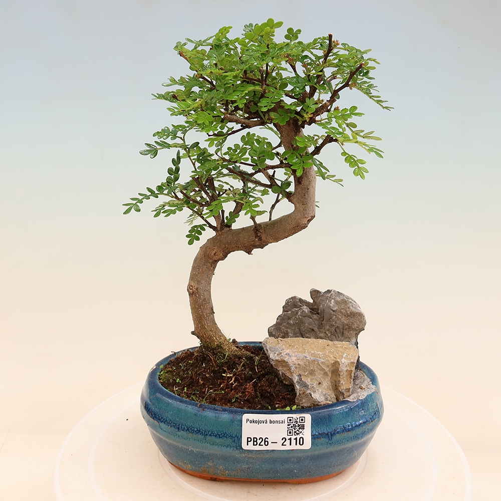 Salle bonsaï - Zantoxylum piperitum - arbre à poivre