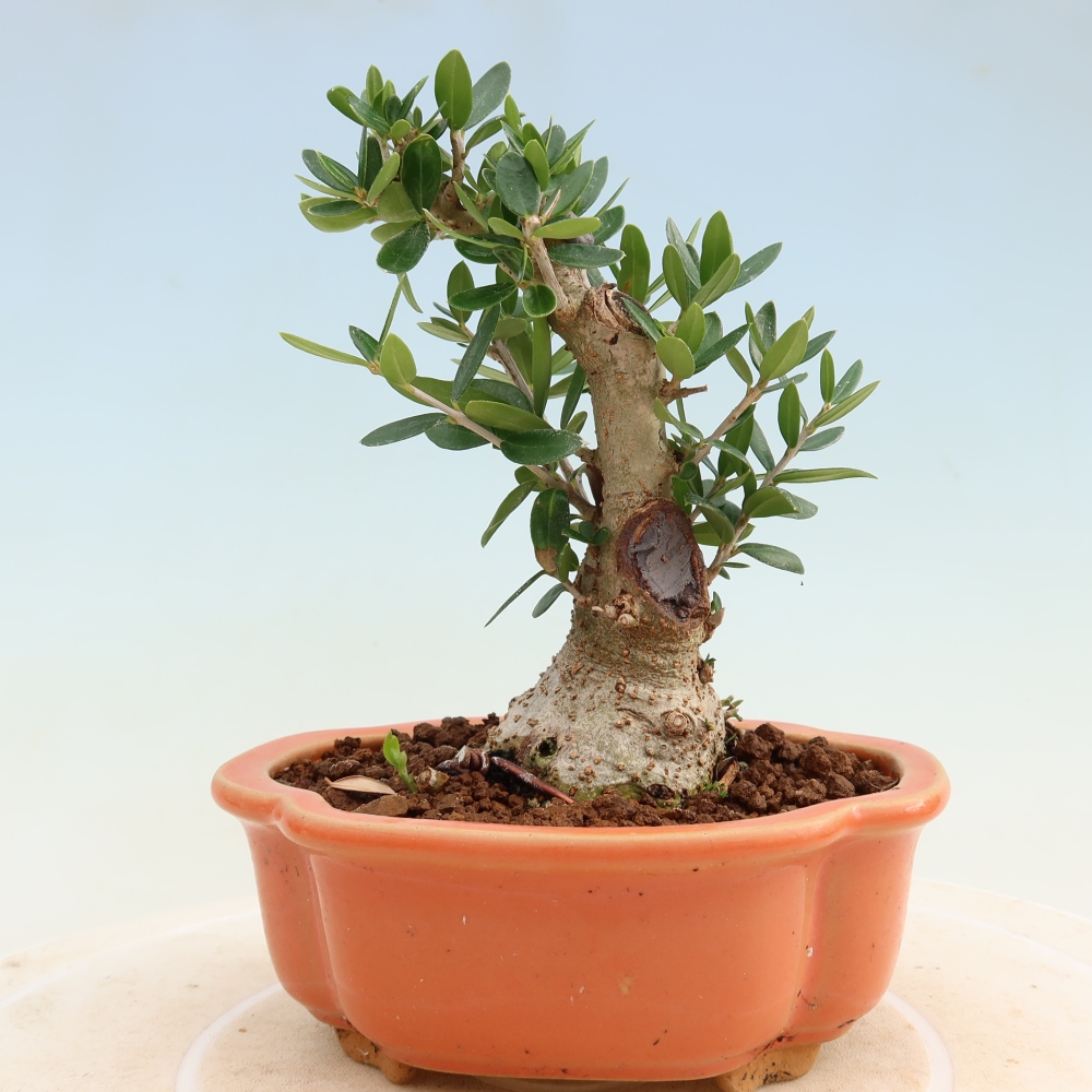 Bonsaï d'intérieur - Olea europaea sylvestris