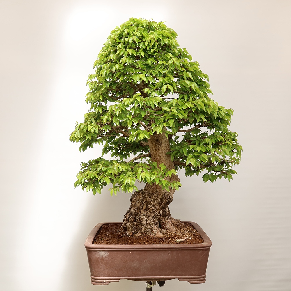 Bonsaï d'extérieur -Carpinus Coreana - Charme de Corée