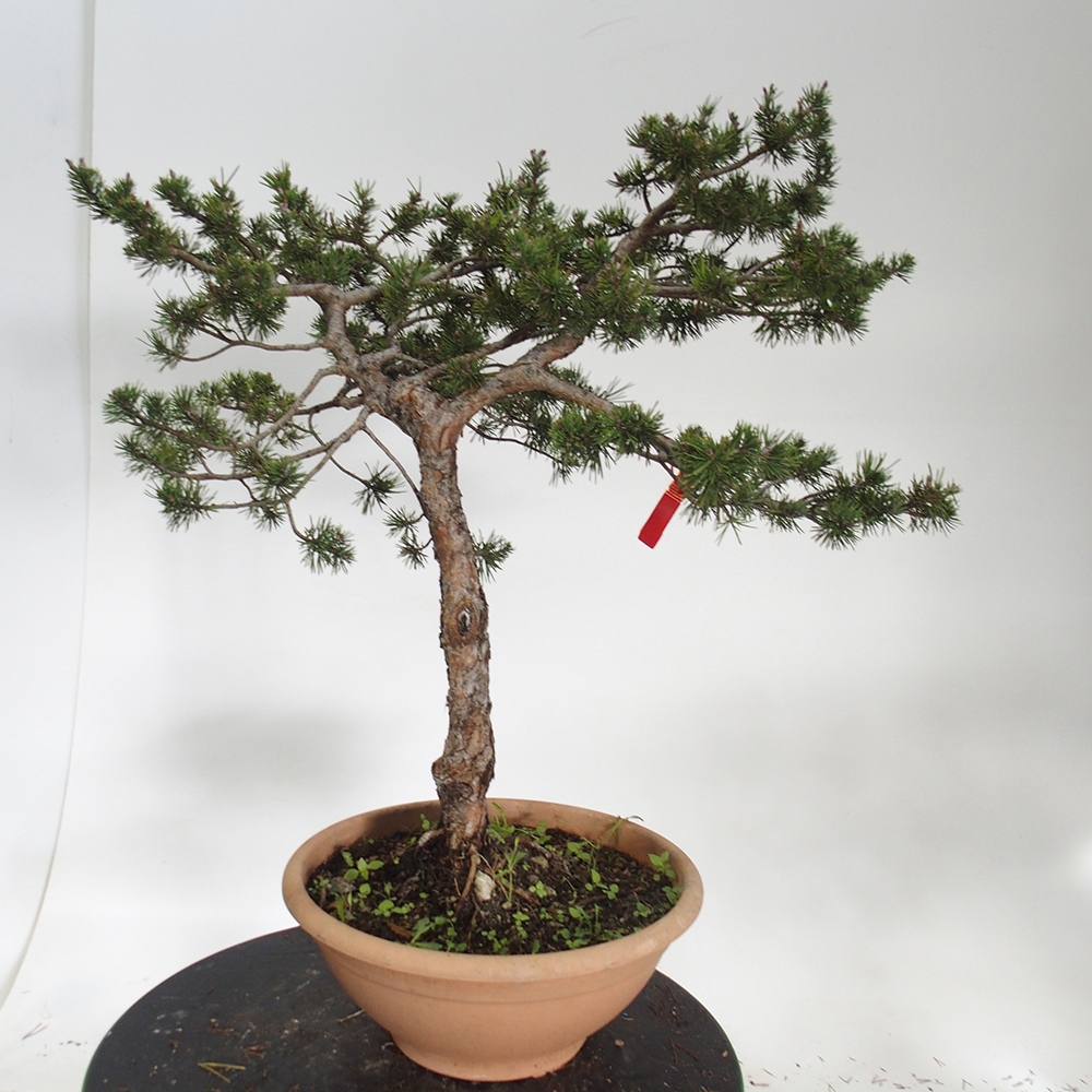 Yamadori - Pinus sylvestris Espagne