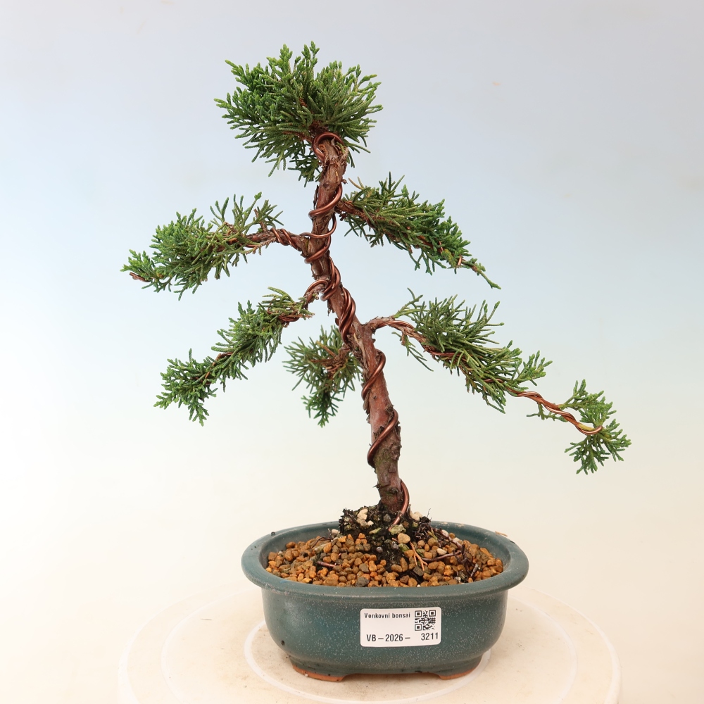 Bonsaï d'extérieur - Juniperus chinensis Kishu