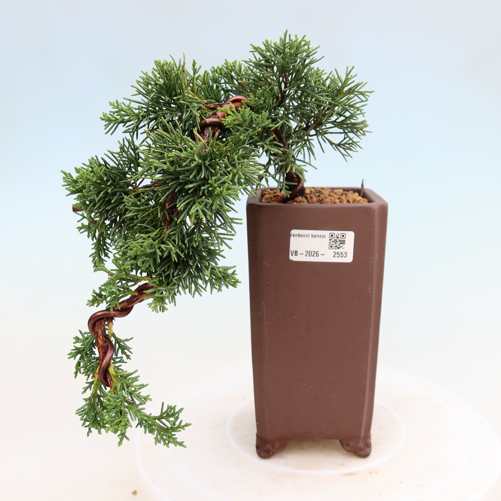 Bonsaï d'extérieur - Juniperus chinensis Kishu