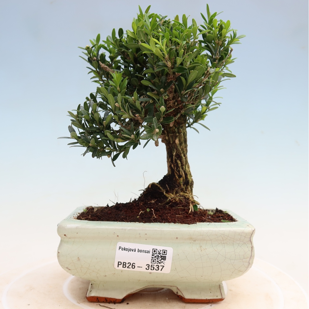Bonsaï de chambre - Buxus harlandii - buxus liège