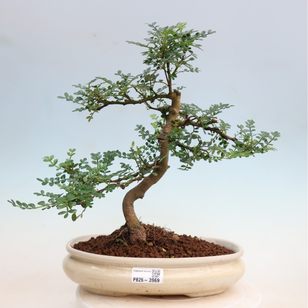 Salle bonsaï - Zantoxylum piperitum - arbre à poivre