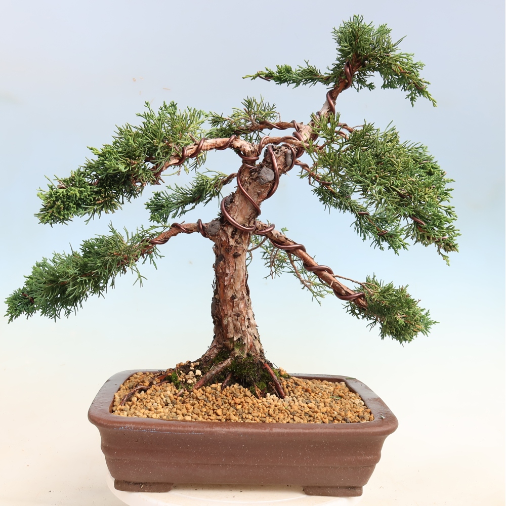 Bonsaï d'extérieur - Juniperus chinensis Kishu