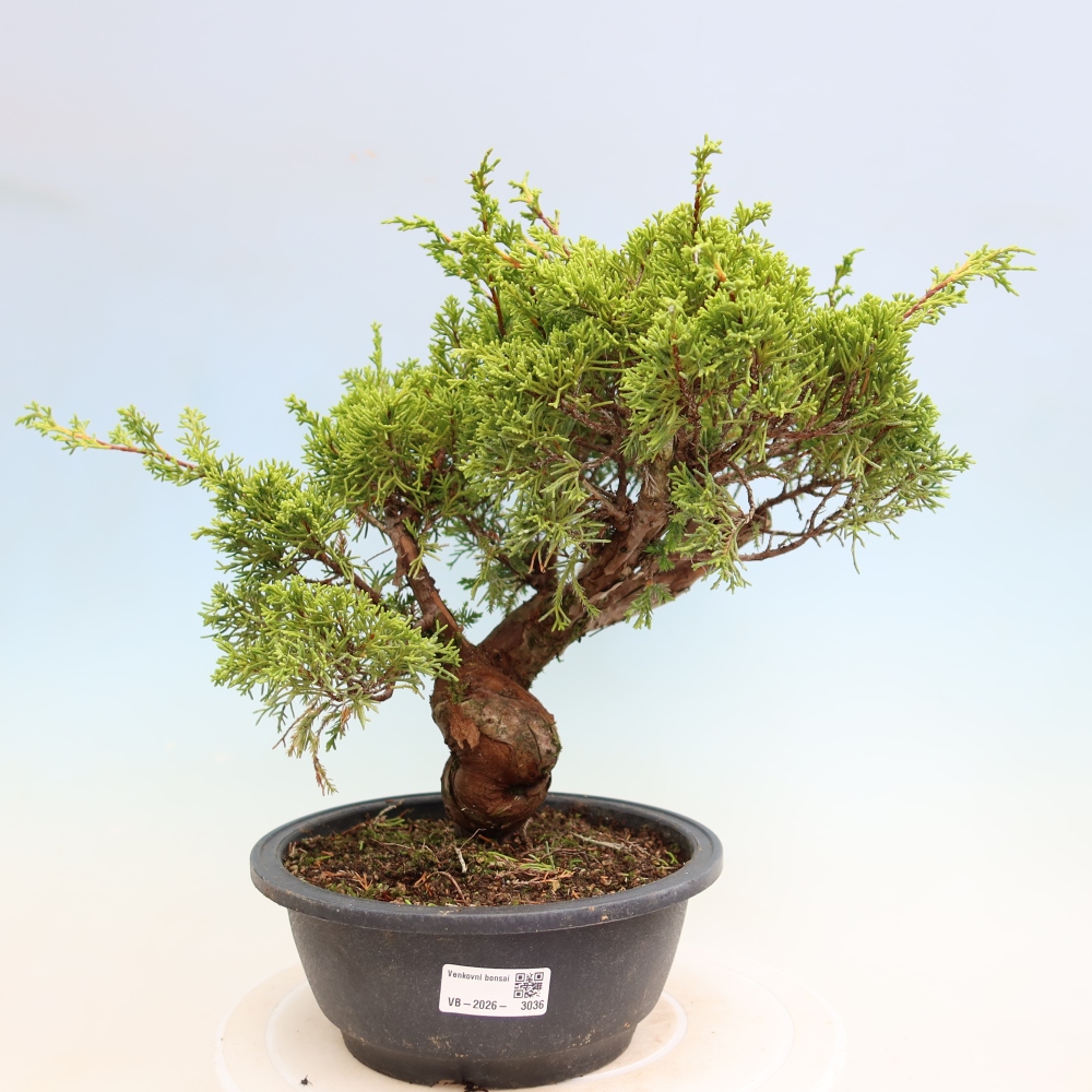 Bonsaï d'extérieur - Juniperus chinensis Itoigawa-Juniperus chinensis