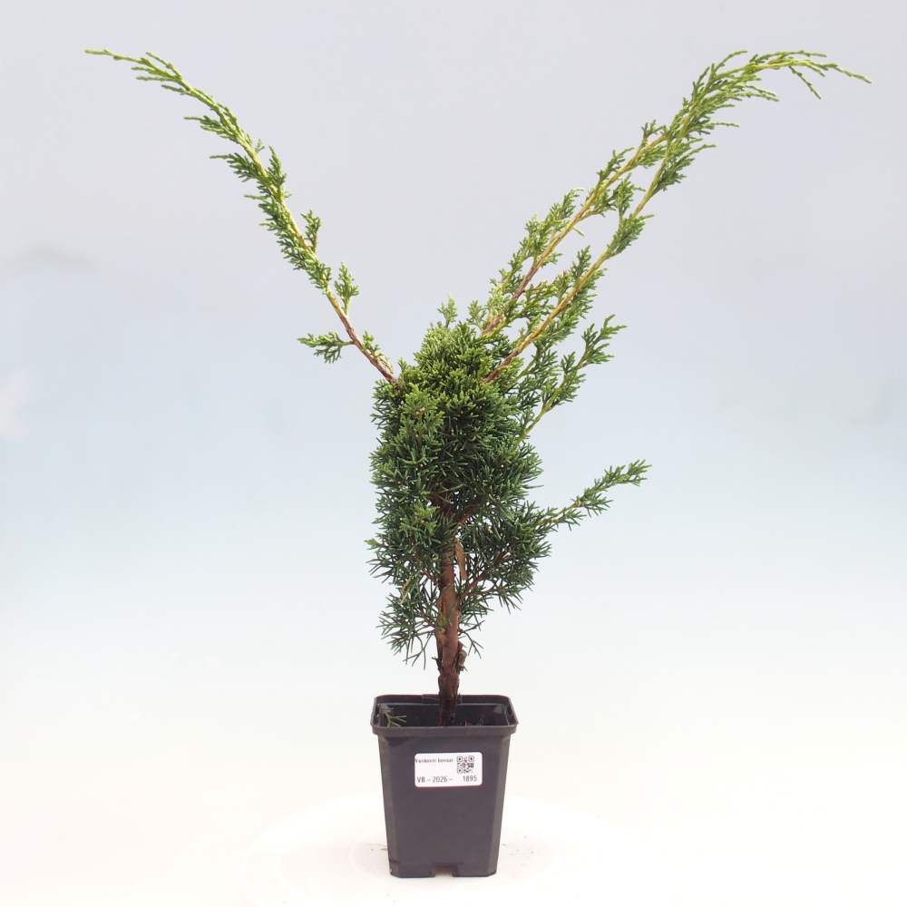 Bonsaï d'extérieur - Juniperus chinensis Kishu