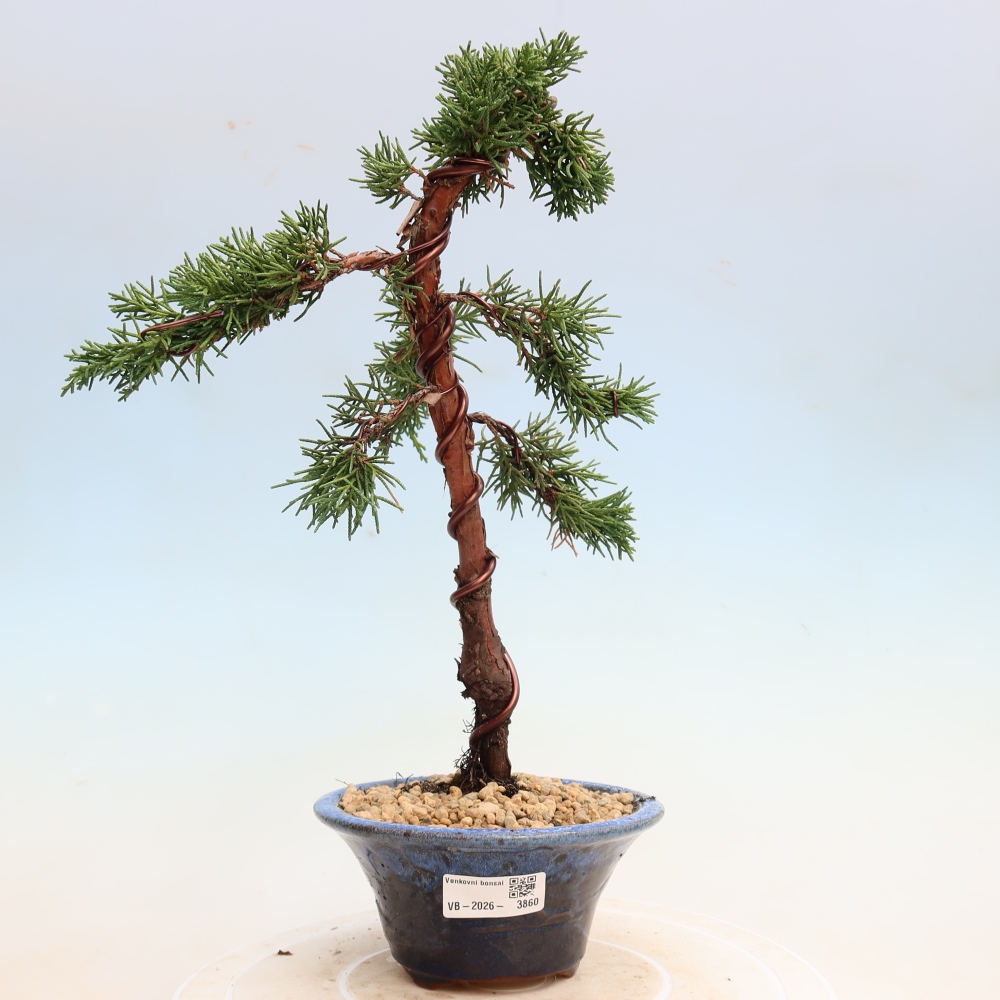 Bonsaï d'extérieur - Juniperus chinensis Kishu