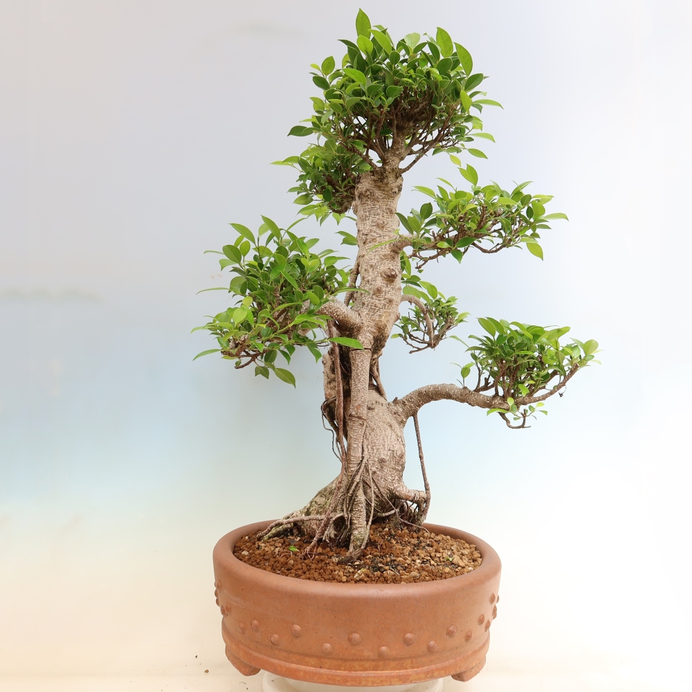 Salle bonsaï - Ficus kimmen - ficus à petites feuilles