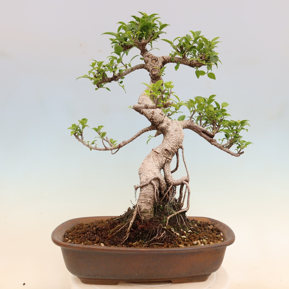 Salle bonsaï - Ficus kimmen - ficus à petites feuilles