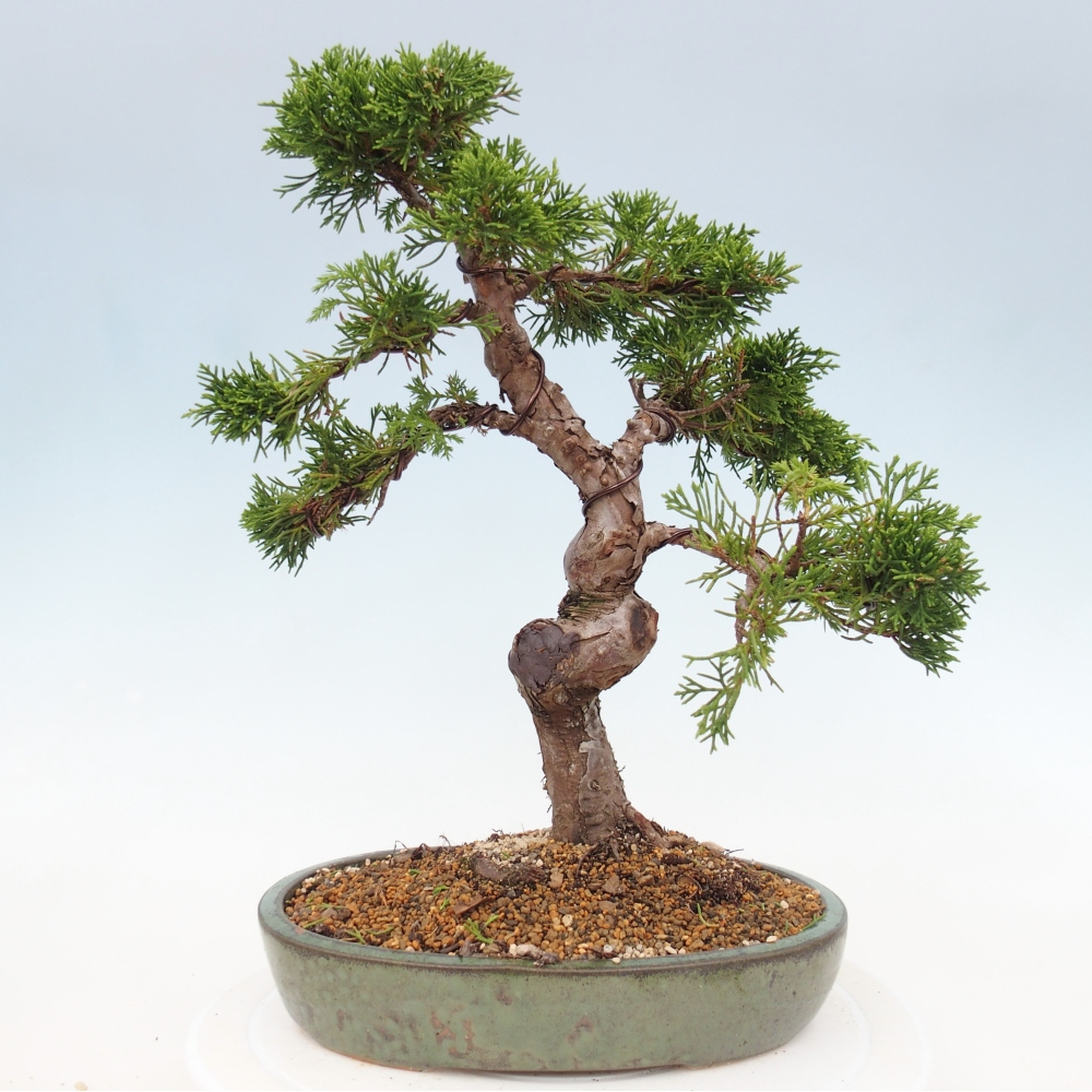 Bonsaï d'extérieur - Juniperus chinensis Itoigawa