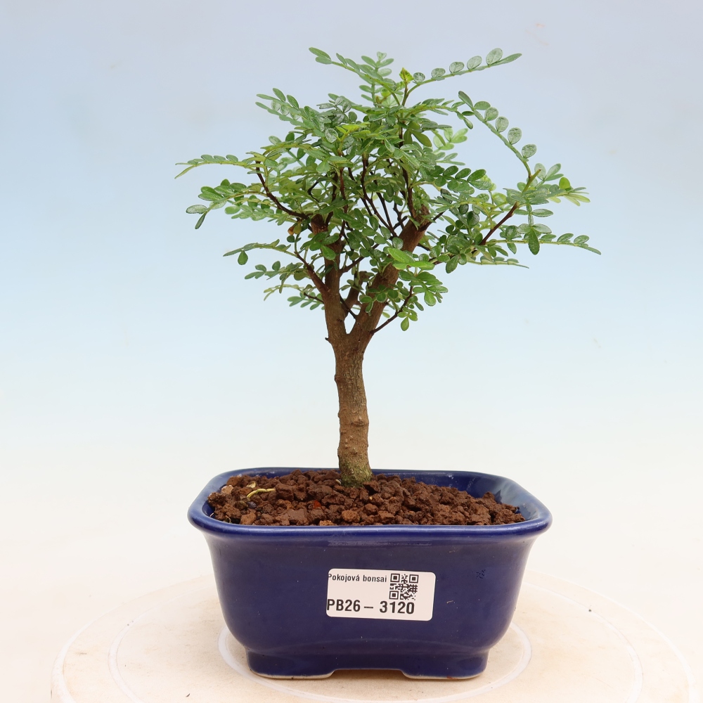 Salle bonsaï - Zantoxylum piperitum - arbre à poivre
