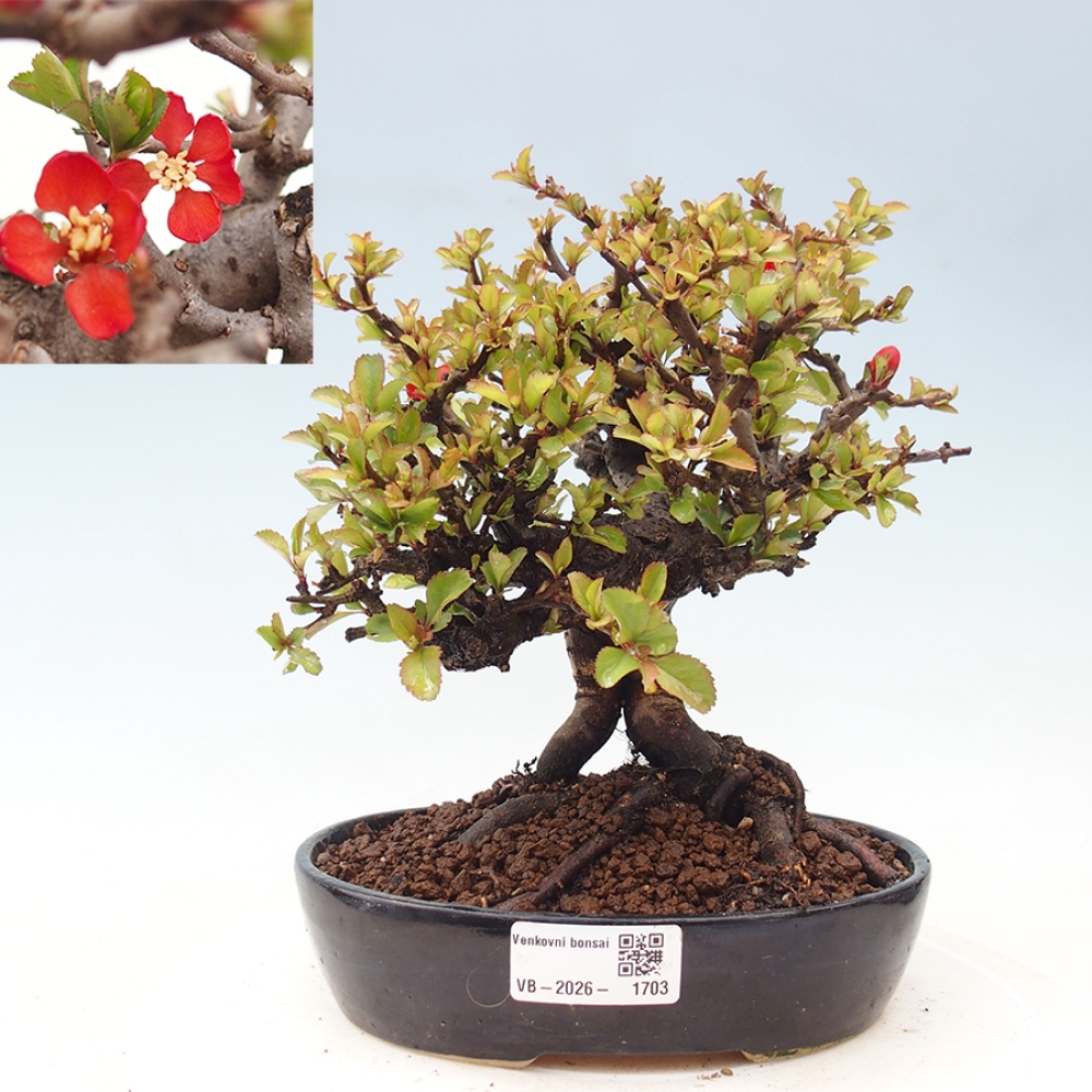 Bonsaï d'extérieur - Chaneomeles speciosa - Coing