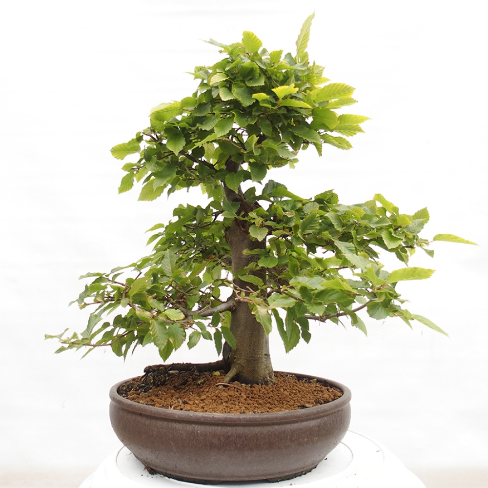 Bonsaï d'extérieur - Charme - Carpinus betulus