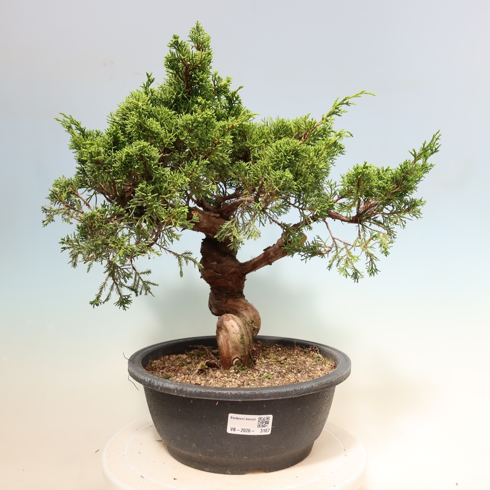 Bonsaï d'extérieur - Juniperus chinensis Itoigawa-Juniperus chinensis