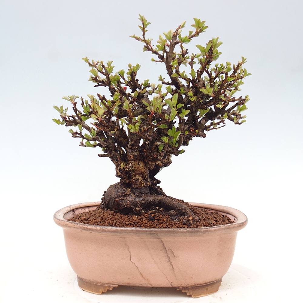 Bonsaï d'extérieur - Chaneomeles speciosa - Coing