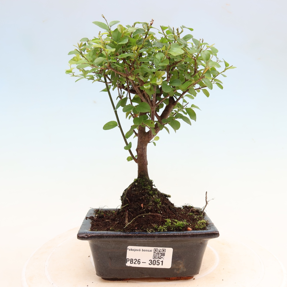 Bonsaï de chambre - Sageretia thea - Sageretia thea