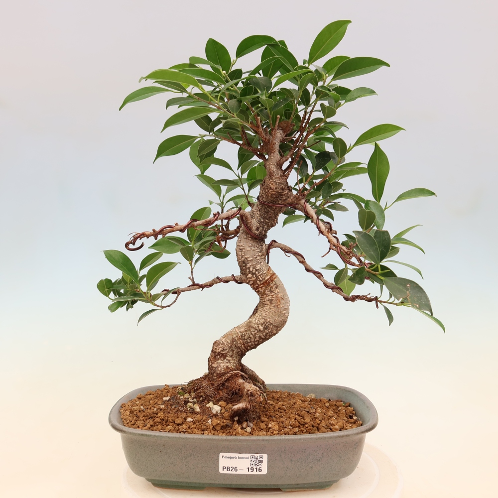 Salle bonsaï - Ficus kimmen - ficus à petites feuilles