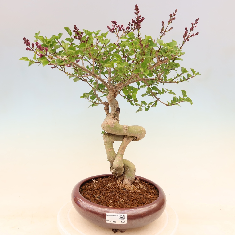 Bonsaï d'extérieur - Syringa microphylla - lilas à petites fleurs