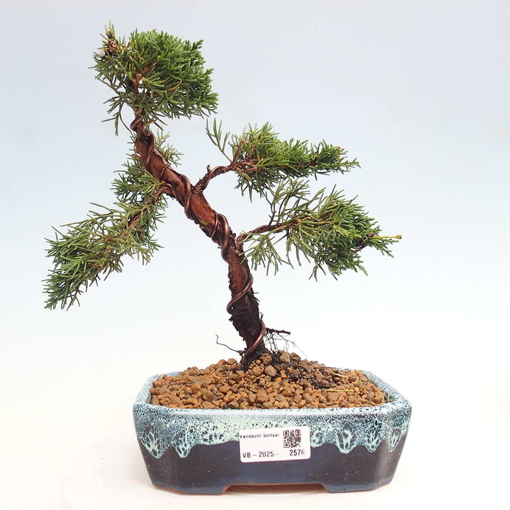 Bonsaï d'extérieur - Juniperus chinensis Kishu