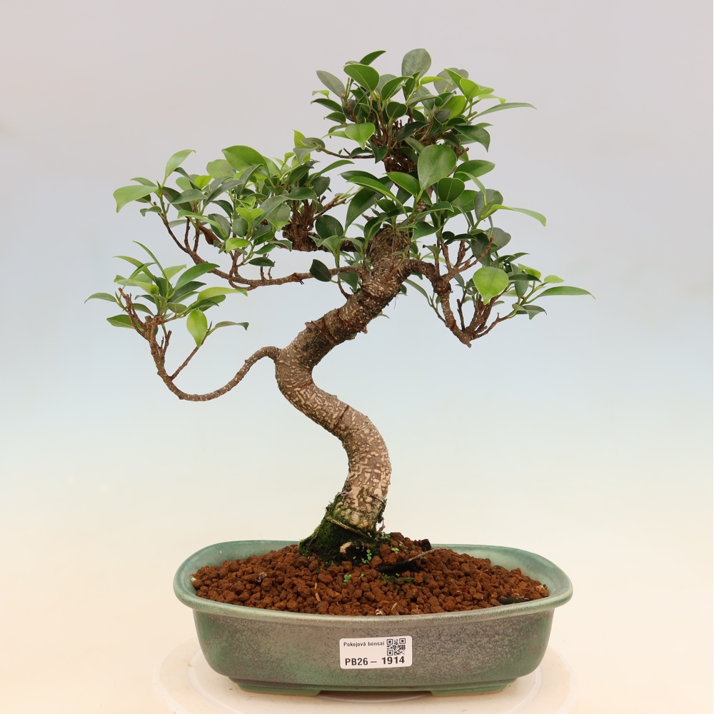 Salle bonsaï - Ficus kimmen - ficus à petites feuilles