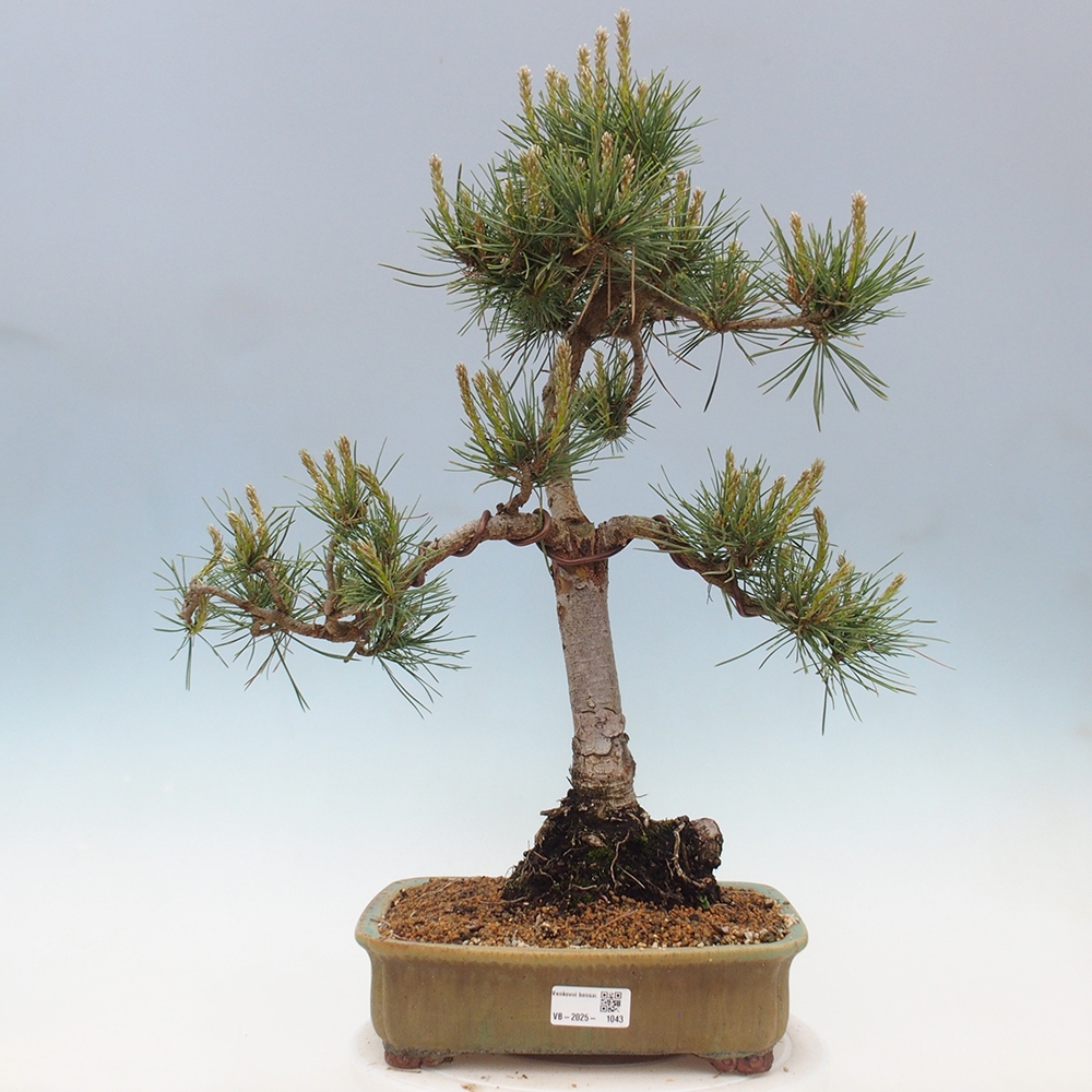Bonsaï d'extérieur - Pinus Sylvestris Watererri - Pin sylvestre