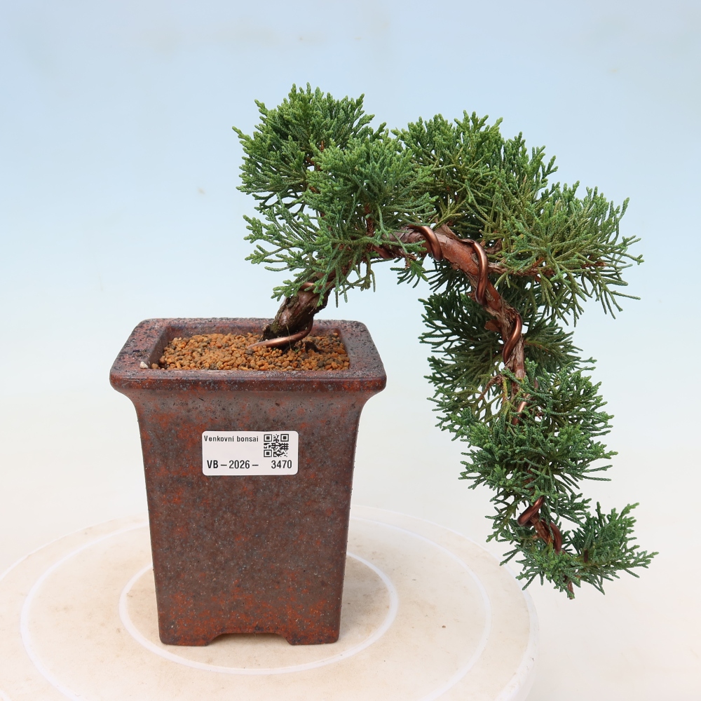 Bonsaï d'extérieur - Juniperus chinensis Kishu