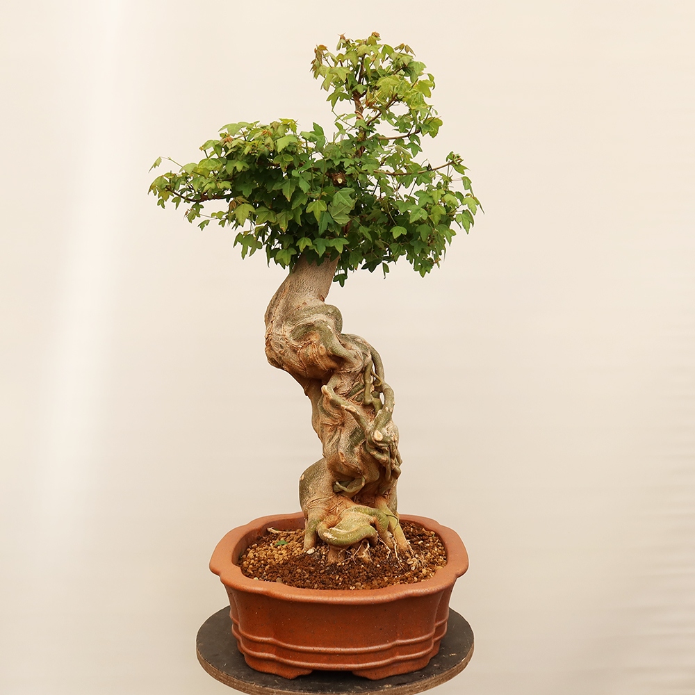 Bonsaï d'extérieur - Maple Burger - Acer Burgerianum