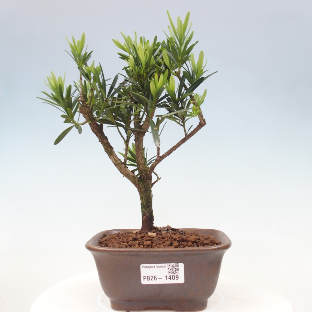 Salle bonsaï - Podocarpus - If en pierre